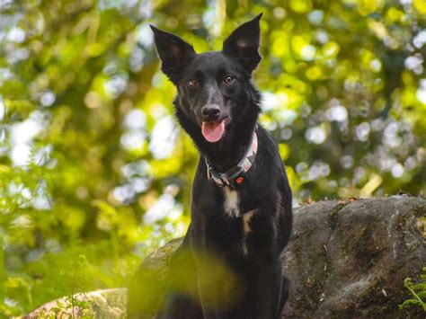 Medium Black Dog Breeds