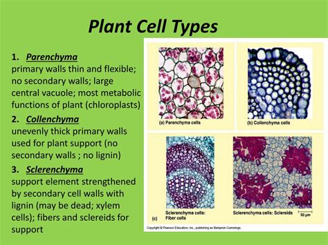 PPT Plant Structure And Function PowerPoint Presentation Free