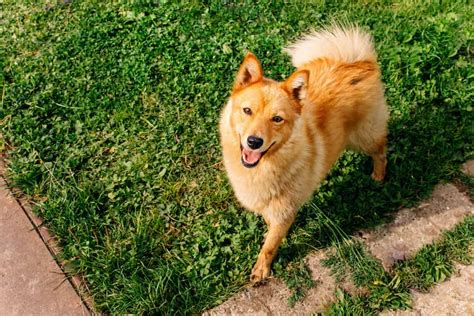 Finnish Spitz Dog Breed Characteristics And Care