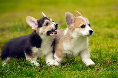 Getting A Corgi Puppy And What To Expect Corgi Guide