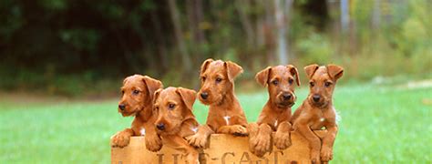 If you are looking to adopt a puppy or buy a dog, but haven't settled on a breed take a look here! Irish Terrier Breed Guide - Learn about the Irish Terrier.