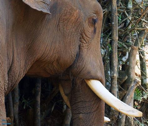 In captivity, an elephant's tusks are usually clipped or filed at the