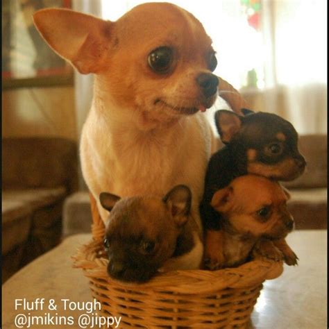 I try to always have a few of the 50 pound bags available. Our pride & joy.. | Food animals, Pets, Animals