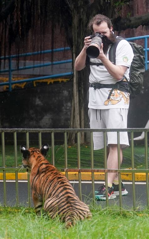 Intl Volunteers Visit South China Tigers In Shaoguaneyeshenzhen