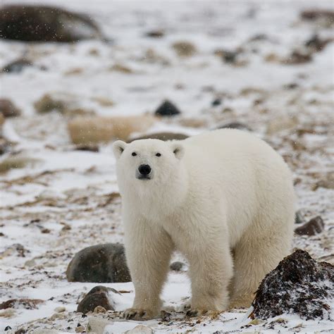 International Polar Bear Day February 27 2024 Spirit Of The Holidays