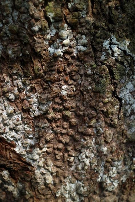 Dark Tree Bark Texture Filled With Moss Stock Photo Image Of Material
