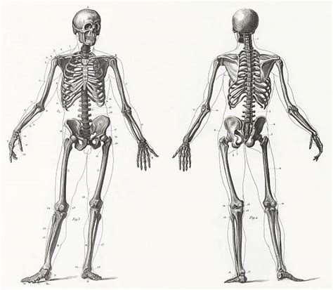 Drawing Of The Skeleton Body Stock Photos Pictures And Royalty Free