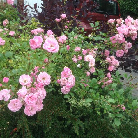 Miniature Pink Rambling Rose Garden Shrub