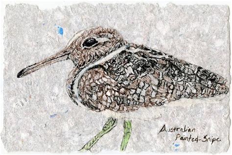 Endangered Australian Painted Snipe Drawing In 2022 Drawings Animal