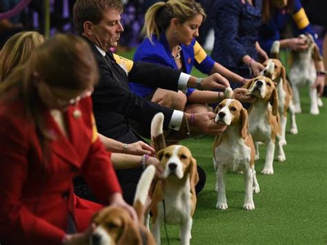 Gallery 2017 Westminster Dog Show The Courier Mail