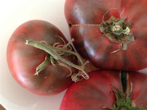 Tomato Taste Defined Harvest To Desk Home Garden Trends