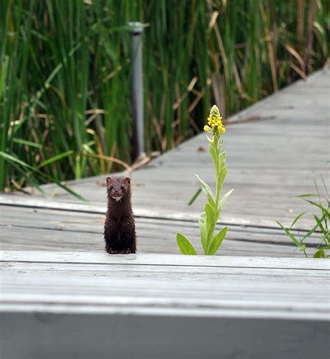 After Being Set Loose Thousands Of Recovered Mink Have Died Mpr News
