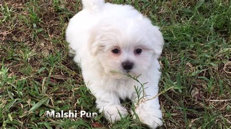 Fluffy White Shih Tzu Puppies Adorable Two Months White Shih Tzu