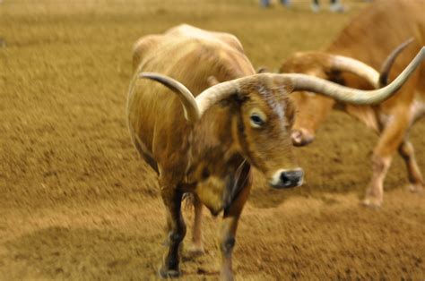 See the best library of photos and images from jooinn. Long Horn Cattle | The Texas Longhorn is a breed of cattle ...