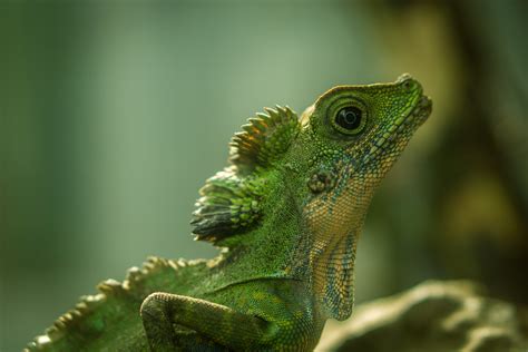 Selective Focus Photography Green Iguana Lizard Hd Wallpaper