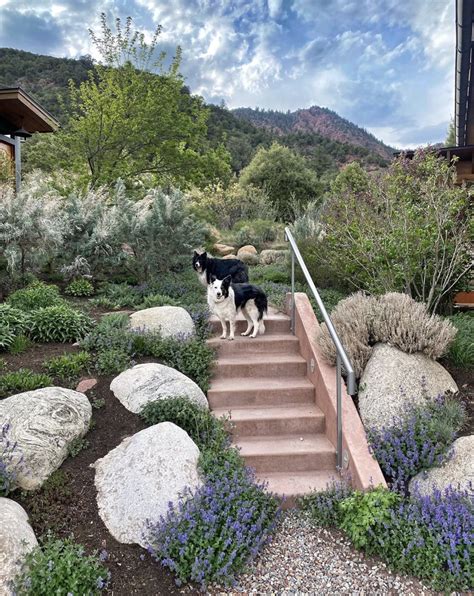 Stairway To Heaven 💜 Doglife Dogmom Coloradodogs Dog Life Dog