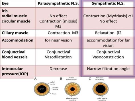 Miosis Y Midriasis