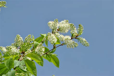 Prunus Maackii Manchurian Cherry Amur Cherry Van Den Berk Nurseries