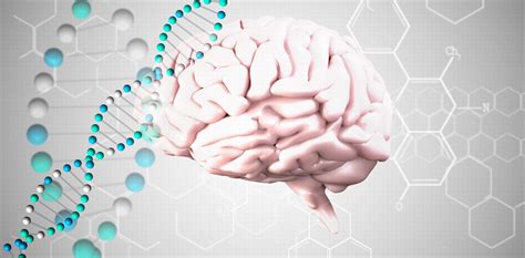 Brains Work Via Their Genes Just As Much As Their Neurons