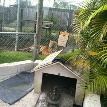 Lütfen farklı bir tarih seçin. Big Cat Habitat & Gulf Coast Sanctuary - Animal Shelters ...