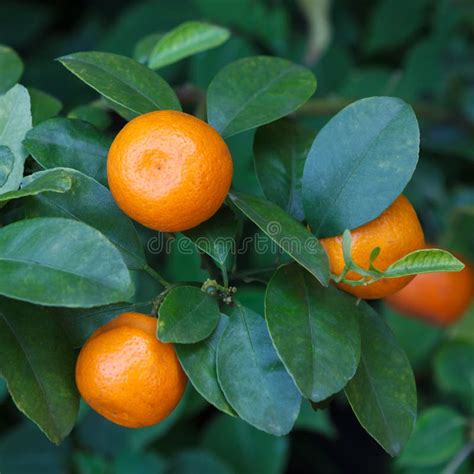 Orange Tree Stock Image Image Of Harvest Green Grove 41783233