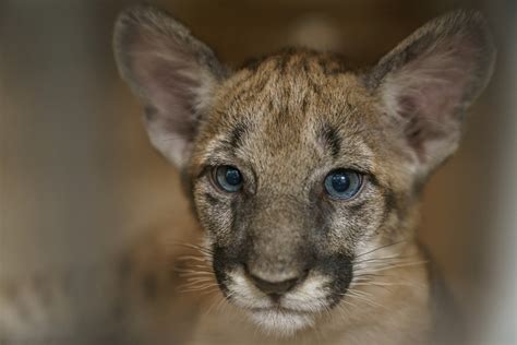 Rare And Endangered The Florida Panther And Us