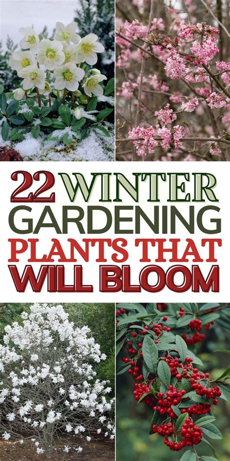 14 Of The Best Winter Flowering Plants For Brightening Up The Colder