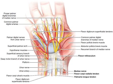 Tunnel Syndrome—traditional Approach Musculoskeletal Key