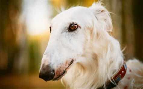 Borzoi Dog Breed Information And Characteristics