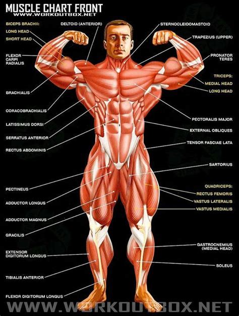 Muscle injuries may also occur due to prolonged improper posture, such as a forward flexed posture, which stretches out the back muscles. Muscle chart front view | Muscle anatomy, Muscle chart ...