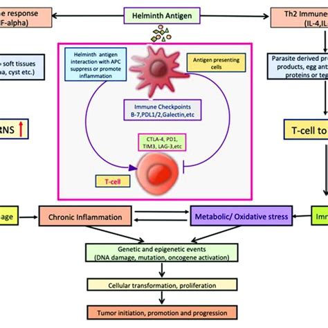 Helminthic parasite, their associated disease, mechanisms of