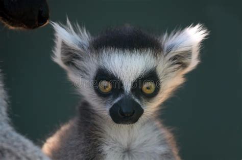 Shock And Awe Ringtailed Lemur Baby With A Shocked Expression On His