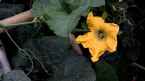 Hand Pollinating Pumpkins Male And Female Flower Identification Youtube