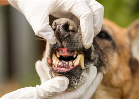 Rotten Teeth In Dogs And What You Can Do About It Top Dog Tips