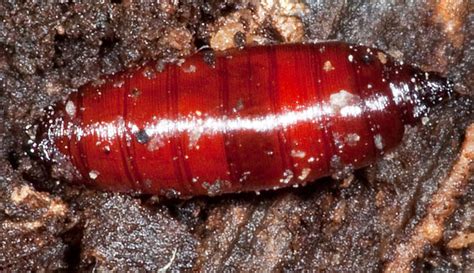 Discussion Forum Bright Red Pupa