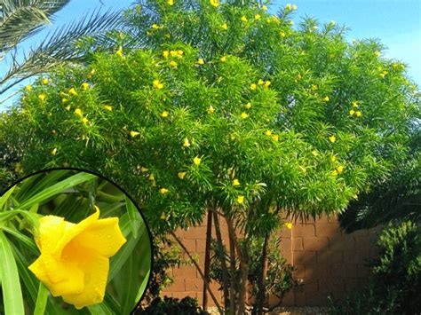 The Top 5 Yellow Flowering Trees