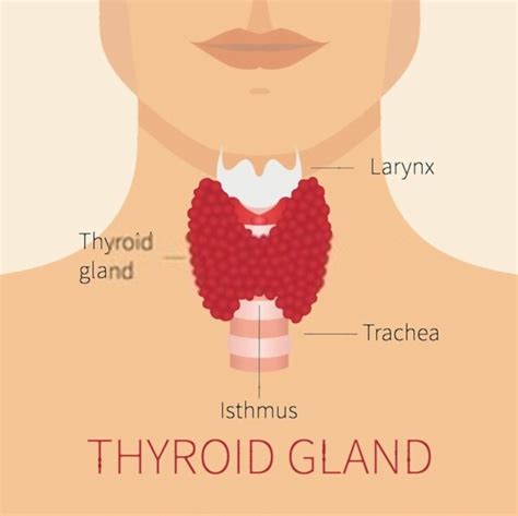 Important Things You Should Know About Thyroid Beyah Fitness