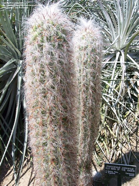 Oreocereus celsianus, aka old man of the andes. PlantFiles Pictures: Oreocereus Species, Man of the Andes ...