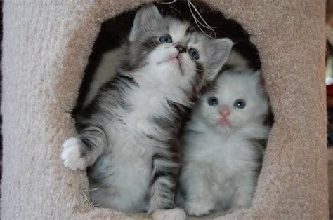Inverness cat rescue is a totally independent and local rescue, and has no connection or link with cats protection. Adorable Maine Coon kittens the Gentle Giants FOR SALE ...