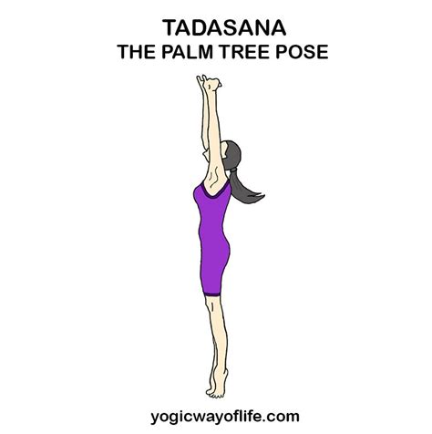 Tadasana Or The Palm Tree Pose Is A Good Stretching And Loosing