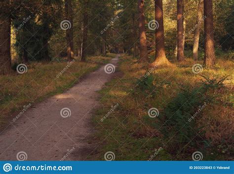 Path In Sunny Autumn Forest Stock Image Image Of Orange Scenery