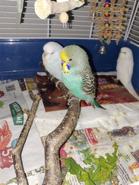 Budgerigar Birds For Sale Joliet Il 551894 Petzlover