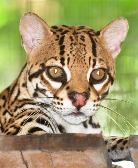 26 Best Animals And Plants That Live In The Rainforests Images On