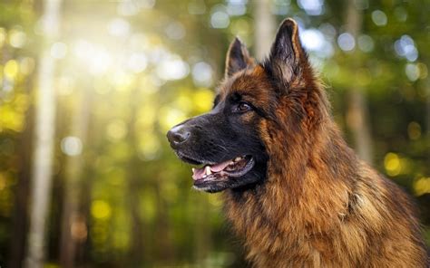 The german shepherd is one of the most renowned breeds of dog there is. animals, Forest, Dog, German Shepherd Wallpapers HD ...