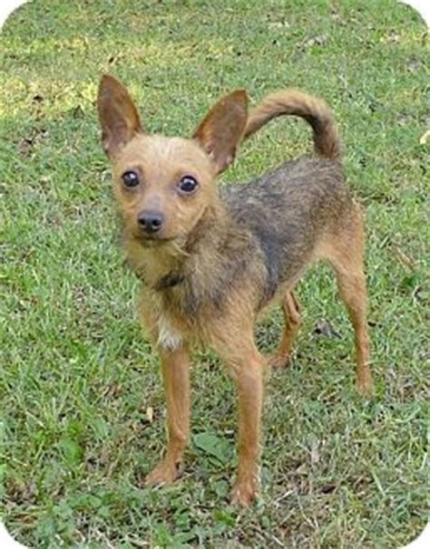 lewis adopted dog mocksville nc chihuahuaaustralian terrier mix
