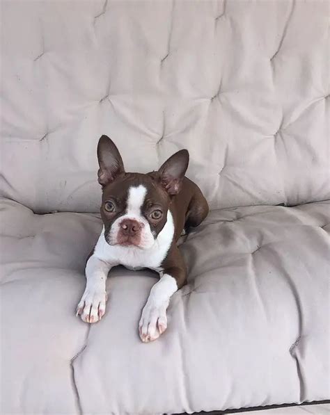 25 Of The Cutest Pictures Of Brown Boston Terrier Dogs The Paws