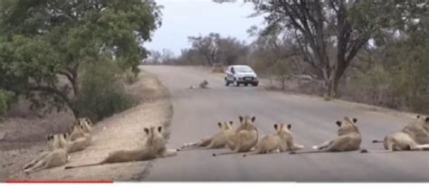South Africa A Pride Of 14 Lions On The Loose From Kruger National Park