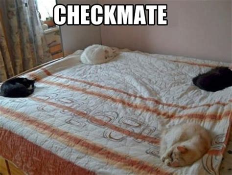 Cats On The Bed Funny Pictures Dump A Day