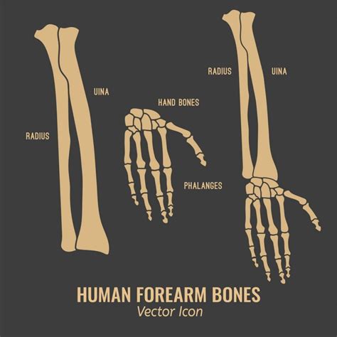 The Bones Of The Arms Facty Health
