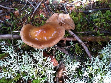 Id Request Maine Mushroom Hunting And Identification